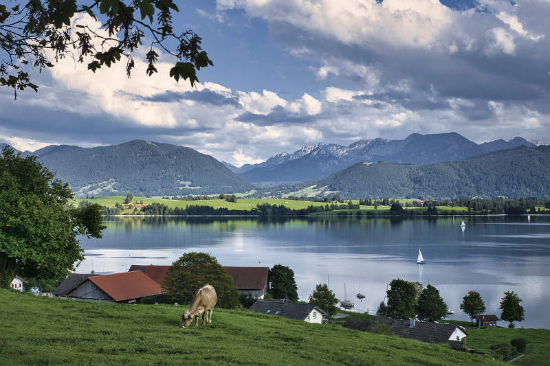 Parken am Forggensee